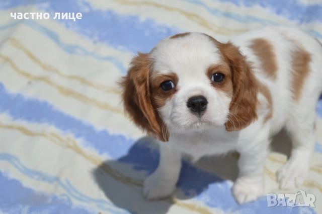 Кавалер момиченце