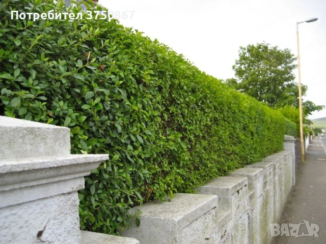 🌿🧡🌱 Лигуструм / Жив плет (Ligustrum ovalifolium), снимка 2 - Градински цветя и растения - 54436023