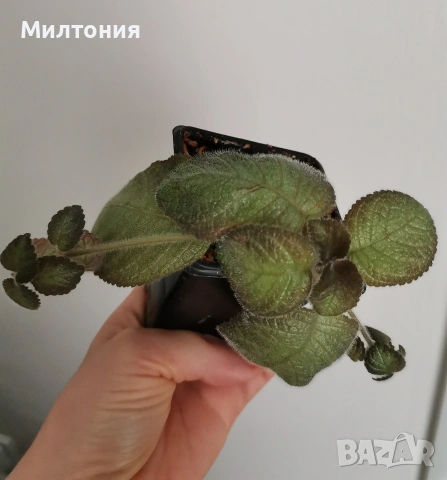еписция Katherine , снимка 4 - Стайни растения - 55234501