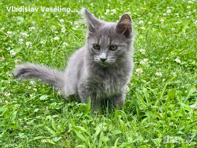 Mein Coon Мейн Кун, снимка 4 - Мейн кун - 55316999