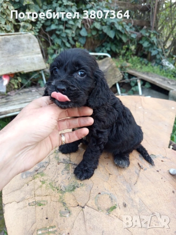 Американски Кокер шпаньол , снимка 3 - Кокер шпаньол - 54175558