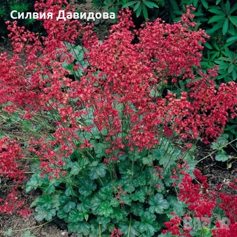 хойхера , снимка 5 - Други стоки за дома - 52773885