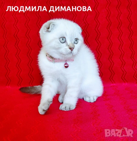 Шотландско мъжко , снимка 4 - Британска късокосместа - 54737564