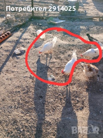 Петли, снимка 4 - Кокошки и пуйки - 53868969