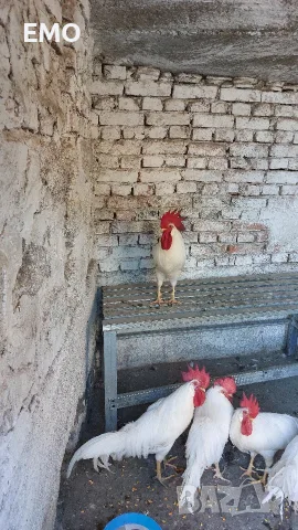 Бял легхорн!!!!, снимка 2 - Кокошки и пуйки - 55682889