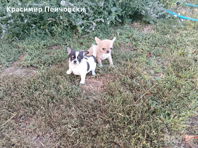 мъжки чихуахуа. , снимка 2 - Чихуахуа - 55329134