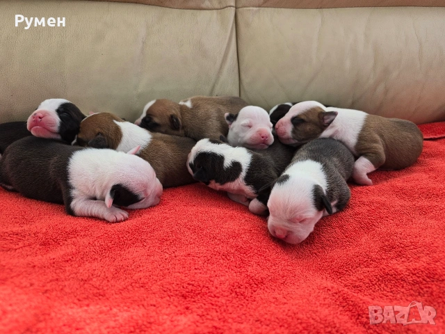 Американски стафордшир териер , снимка 4 - Американски стафордширски териер - 53970216