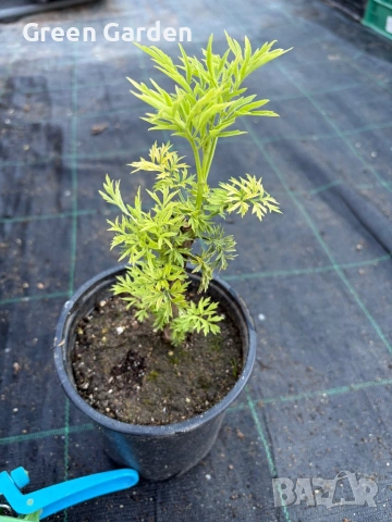 Бъз Sambucus nights “Golden Tower”