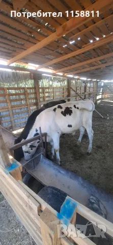 Продавам  телета