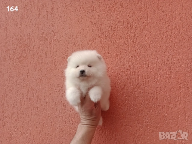 Померани. Реални снимки !!!  , снимка 5 - Померан - 54119342