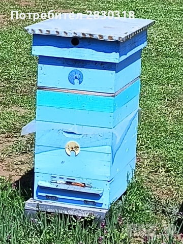 пчелни семейства 