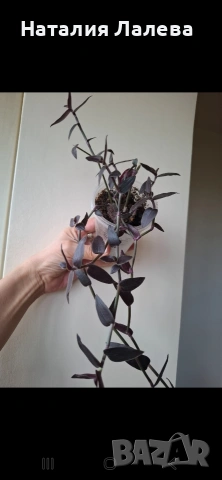 Традесканция, Гибасис, gibasis jose puig