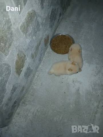 Mini Pomeran sladyri, снимка 7 - Померан - 55631937
