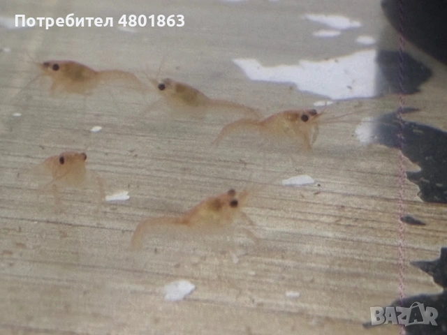 Бебета рачета Procambarus Alleni, снимка 2 - Рибки - 54671554
