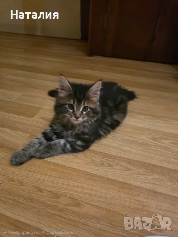 Котенца Мейн Куун, снимка 6 - Мейн кун - 55585027