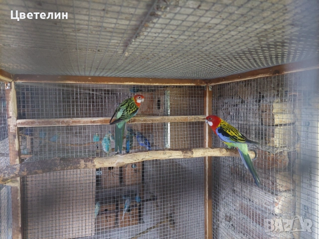 Пъстри розели , снимка 4 - Папагали - 54704240