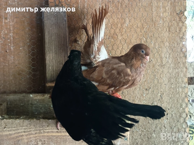 Старозагорски арапи и лимони, снимка 8 - Гълъби - 55273570
