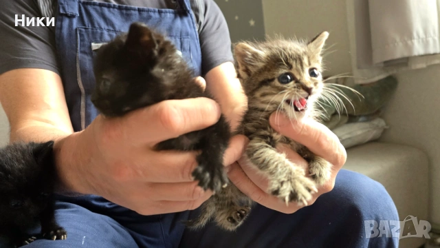 Подарявам 4 малки котенца, снимка 5 - Други - 54515086