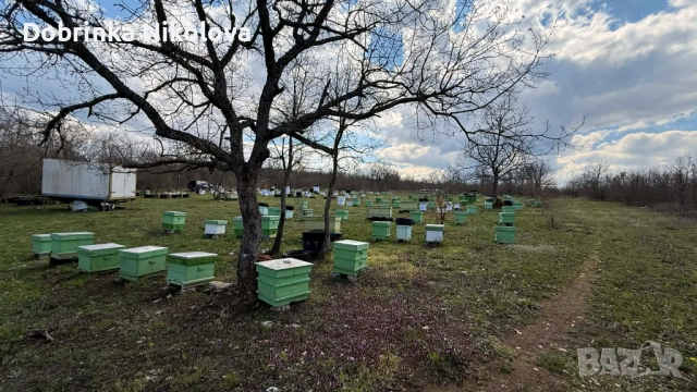  Продавам многокорпусни презимували пчелни семейства