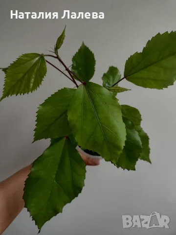 Хибискус, hibiscus apple blossom, снимка 2 - Стайни растения - 55441160