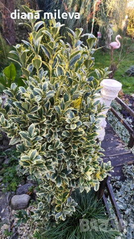Евонимус Браво, Euonymus japonicus Bravo, снимка 4 - Градински цветя и растения - 54457987