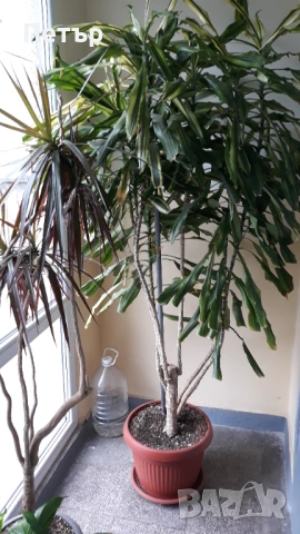 Предлагам огромна 2 метра висока !  Dracaena fragrans