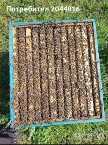 Силни пчелни семейства