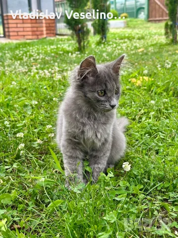 Mein Coon Мейн Кун, снимка 3 - Мейн кун - 55316999