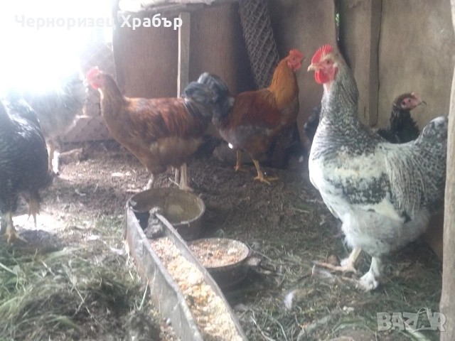 Домашни петли, снимка 4 - Кокошки и пуйки - 54682385