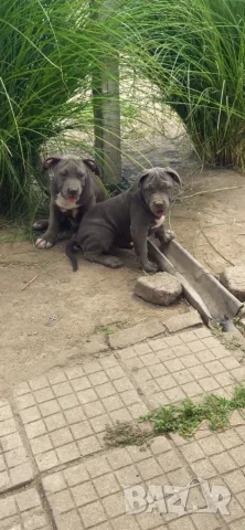 ТОП Американско були хл American bully xl ABKC, снимка 14 - Други - 55134203