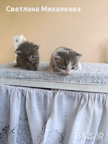 Подарявам две малки котенца , снимка 6 - Други - 54750808