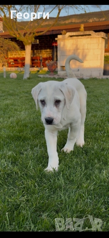 Алабай (Средноазиатска овчарка), снимка 2 - Алабай - 54258626