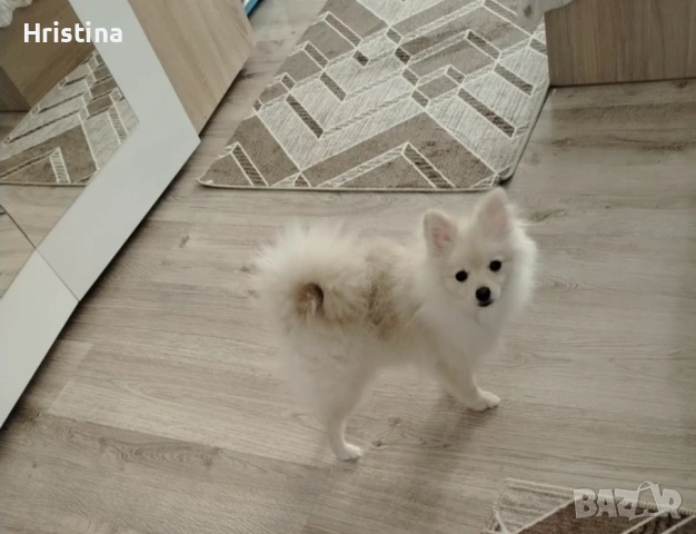 Продавам померан Мъжки Има  всички ваксини и паспорт родено е на 07.09.2025г.  цената е 350€