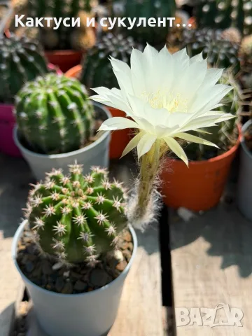 Кактус Echinopsis Hybrid цвят крем , снимка 2 - Градински цветя и растения - 55683830
