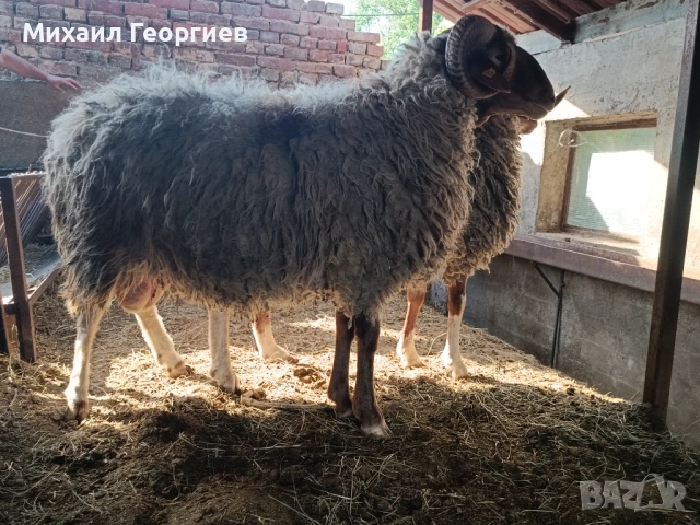 Продават се, снимка 3 - Овце - 54731932