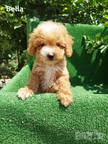 Малтипу/Maltipoo