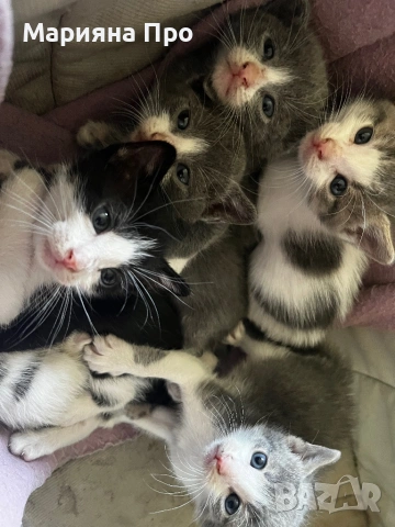 Подарявам малки котенца на  1 месец, снимка 11 - Други - 54511467