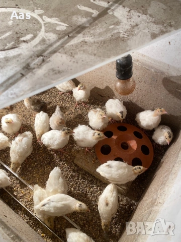 Пъдпъдъци, снимка 2 - други­ - 54169293