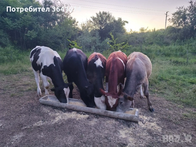 Продават се телета