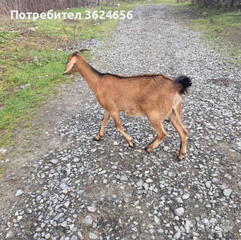 продавам коза , снимка 4 - Кози - 54003597