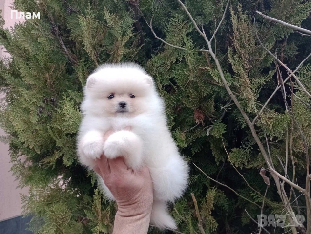 Померани.Реални снимки ! 