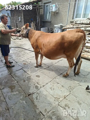 Юница "Джерсе". , снимка 13 - Крави - 55429311