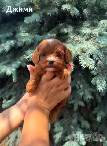 Кавапу Cavapoo, снимка 3 - Кавалер кинг чарлз шпаньол - 54801958