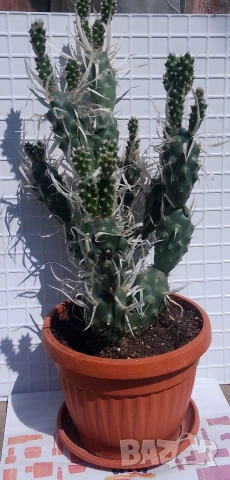 Продавам кактус 