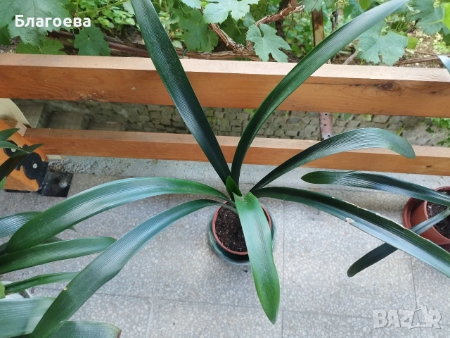 Кливия оранжева, снимка 6 - Стайни растения - 53755618