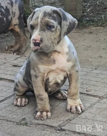 ТОП !!! Американско Були Хл American BULLY Xl ABKC, снимка 6 - Други - 55270499