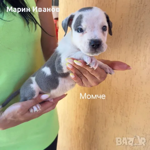 Сини питбулчета , снимка 5 - Питбул - 55671958