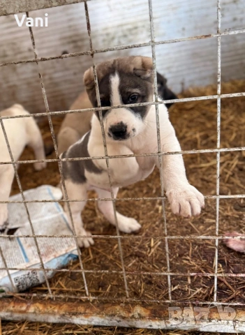 Аласай / САО , снимка 2 - Алабай - 54093320