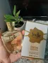 Paris Riviera Joelle 100ml EDT Women Jadore. Joelle от Paris Riviera е парфюм с флорално-плодови нот, снимка 8