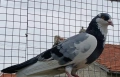 Пазарджишки гълъби , снимка 18